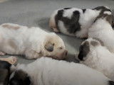 Présentation de chiots Mâtins des Pyrénées