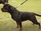 Documentaire sur le Rottweiler