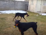 Le Dobermann vs le Rottweiler