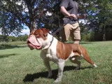 Présentation d'un Olde English Bulldogge