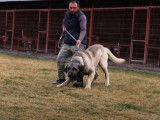 Présentation du Mastiff d'Anatolie