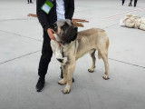 Un magnifique Mastiff d'Anatolie