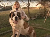 Le Saint-Bernard, un chien gentil, mais exigeant
