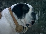 Le Saint-Bernard, le chien de toute la famille