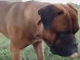 Un gros chien de garde : le Bullmastiff