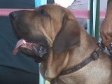 Le Fila Brasileiro, chien de chasse et de garde