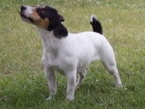 Une boule de muscles et de vitalité : le Jack Russell