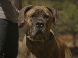 Présentation du Boerboel