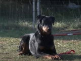 Présentation du Beauceron