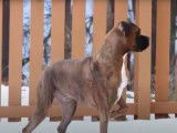 Le Boxer, protecteur de la famille
