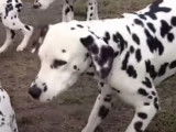 Le Dalmatien, une race créée pour l'endurance