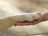 20 races de chien très fidèles