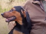 Hommage au Chien Courant Grec
