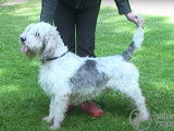 Une éleveuse présente le Grand Basset Griffon Vendéen