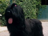 Le Berger de Brie (Briard) : caractéristiques, comportement, éducation...