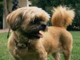 Le Shih Tzu : caractéristiques, comportement, éducation...