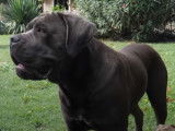 Le Cane Corso : caractéristiques, comportement, éducation...