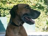 Le Rhodesian Ridgeback : caractéristiques, comportement, éducation...