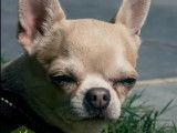 Le Chihuahua : : caractéristiques, comportement, éducation...