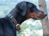 Le Dobermann : caractéristiques, comportement, éducation...