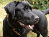 Le Labrador Retriever : caractéristiques, comportement, éducation...