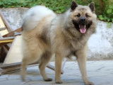 L'Eurasier : caractéristiques, comportement, éducation...