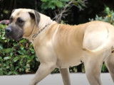 Le Presa Canario : caractéristiques, comportement, éducation...