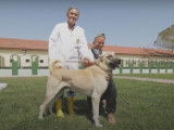 Une présentation de la race canine turque Akbash