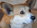 Le Corgi Cardigan : caractéristiques, comportement, éducation...