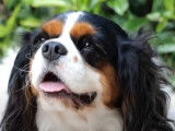 Le Cavalier King Charles Spaniel : caractéristiques, comportement, éducation...