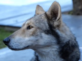 Chien loup de Sarloos : caractéristiques, entretien et dressage