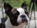 Le Boston Terrier : caractéristiques, comportement, éducation...