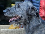 L'Irish Wolfhound (Lévrier Irlandais) : caractéristiques, comportement, éducation...