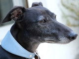 Le Whippet : caractéristiques, comportement, éducation...