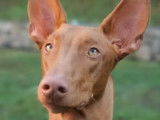 Le Chien du Pharaon : caractéristiques, comportement, éducation...