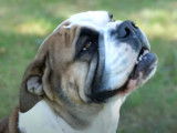 Le Bulldog Continental : caractéristiques, comportement, éducation...