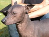 Le Xoloitzcuintle, ou Chien Nu du Mexique : caractéristiques, comportement, éducation...