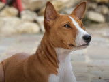 Le Basenji : caractéristiques, comportement, éducation...