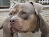 L'American Bully : caractéristiques, comportement, éducation...