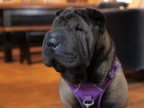 Le Shar Peï : caractéristiques, comportement, éducation...