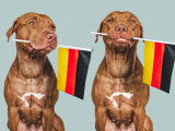 Deux chiens avec un drapeau allemand dans la gueule sur un fond gris