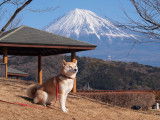 Un Shiba Inu assis sur l'herbe, avec le mont Fuji en arrière-plan