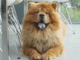 Le Chow-Chow : caractéristiques, comportement, éducation...