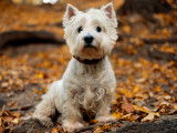Nomenclature des races - Groupe 3 : Les Terriers