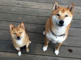 Nomenclature des races - Groupe 5 : Chiens de types Spitz et de type primitif