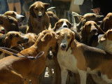Nomenclature des races - Groupe 6 : Chiens courants et de recherche au sang