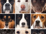 Nomenclature des races - Groupe 7 : Chiens d'arrêt