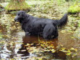 Nomenclature des races - Groupe 8 : Chiens rapporteurs et leveurs de gibier, chiens d'eau
