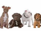 Nomenclature des races - Groupe 9 : Chiens d'agrément et de compagnie