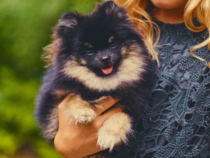 Quelles sont les plus petites races de chiens du monde ? 